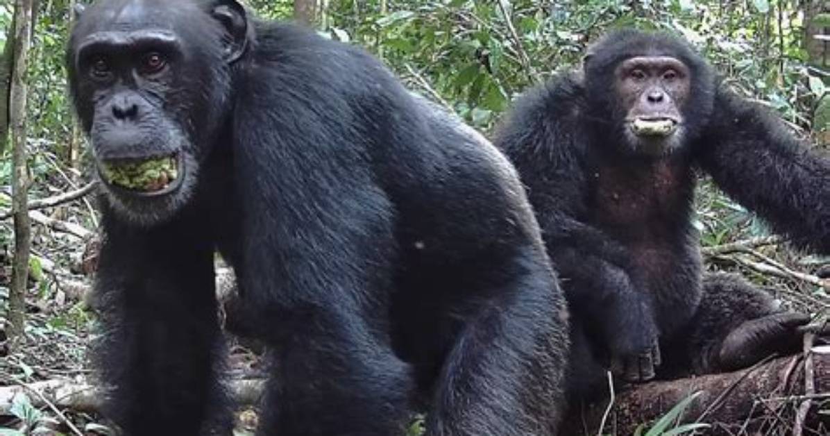 Do Chimps Go for the Balls?