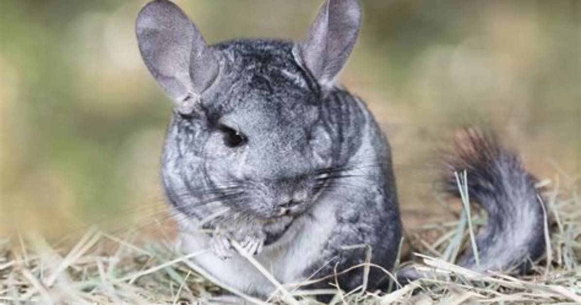 Do Chinchillas Like Raffia?