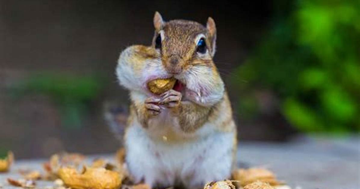 Do Chipmunks Eat Begonias