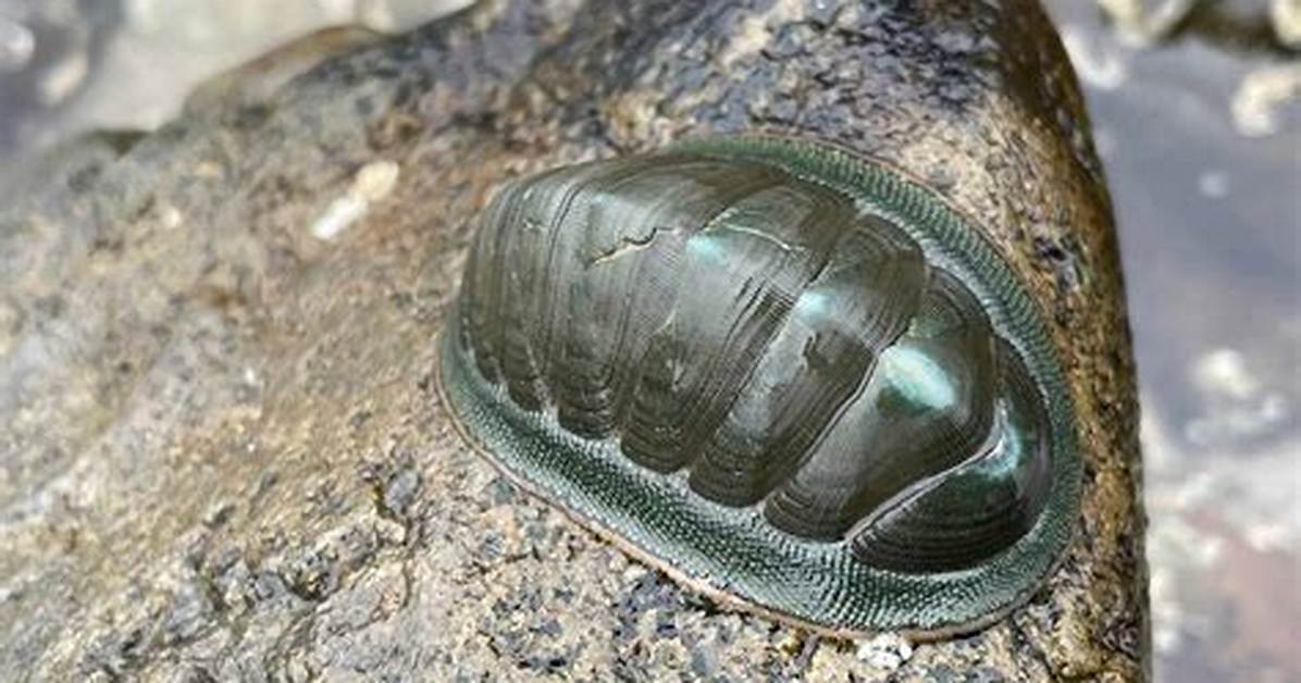 Do Chitons Bite