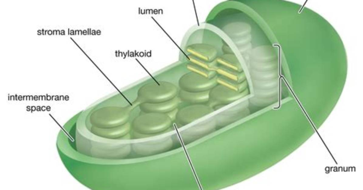 Do Chloroplasts Have Stalked Particles?