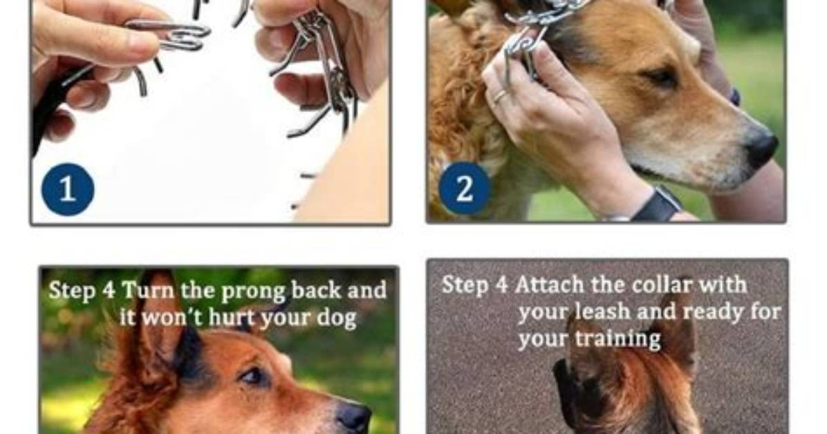 Do Choke Collars Hurt Dogs?