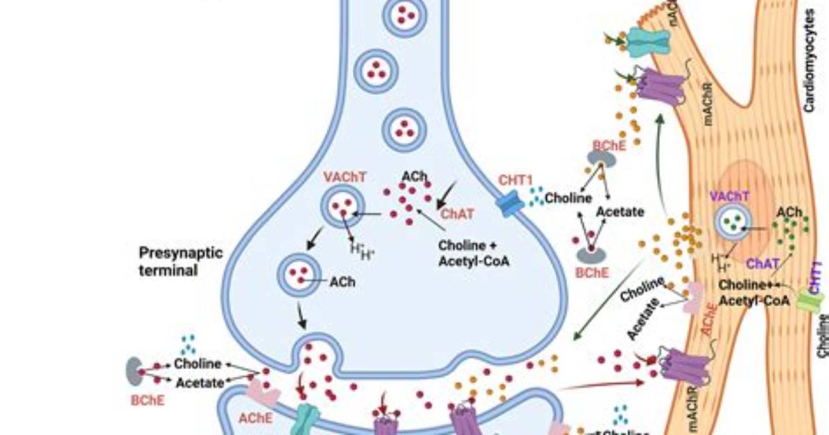Do Cholinergic Fibers Release Norepinephrine?