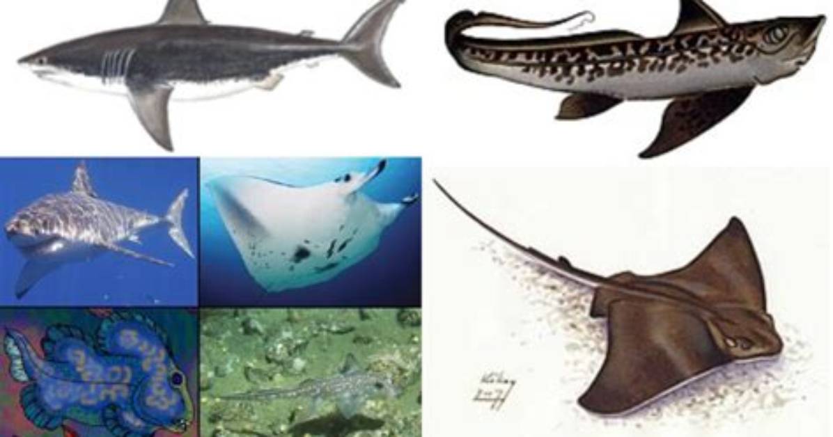 Do Chondrichthyes Have Vertebrae?
