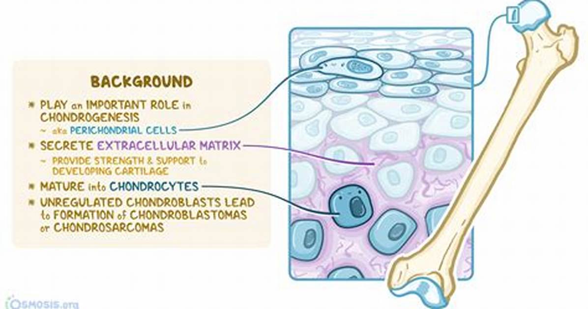 Do Chondrocytes Secrete Matrix