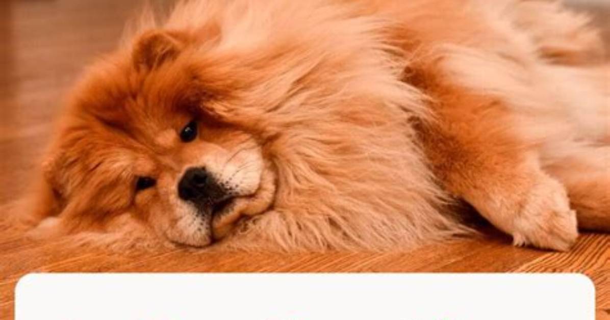 Do Chow Chows Like to Cuddle?