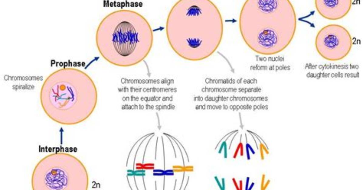 Do Chromosomes Double in Prophase?
