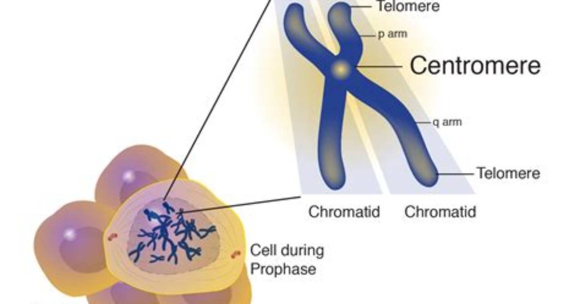 Do Chromosomes Have Two Centromeres?