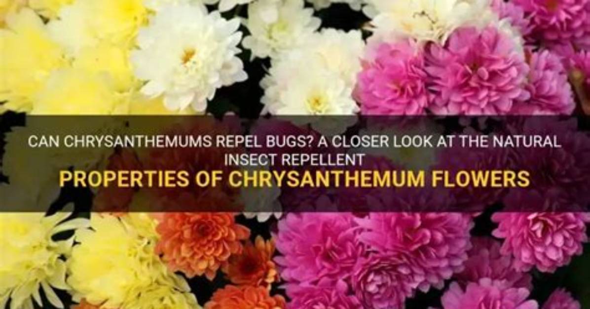 Do Chrysanthemums Repel Bugs