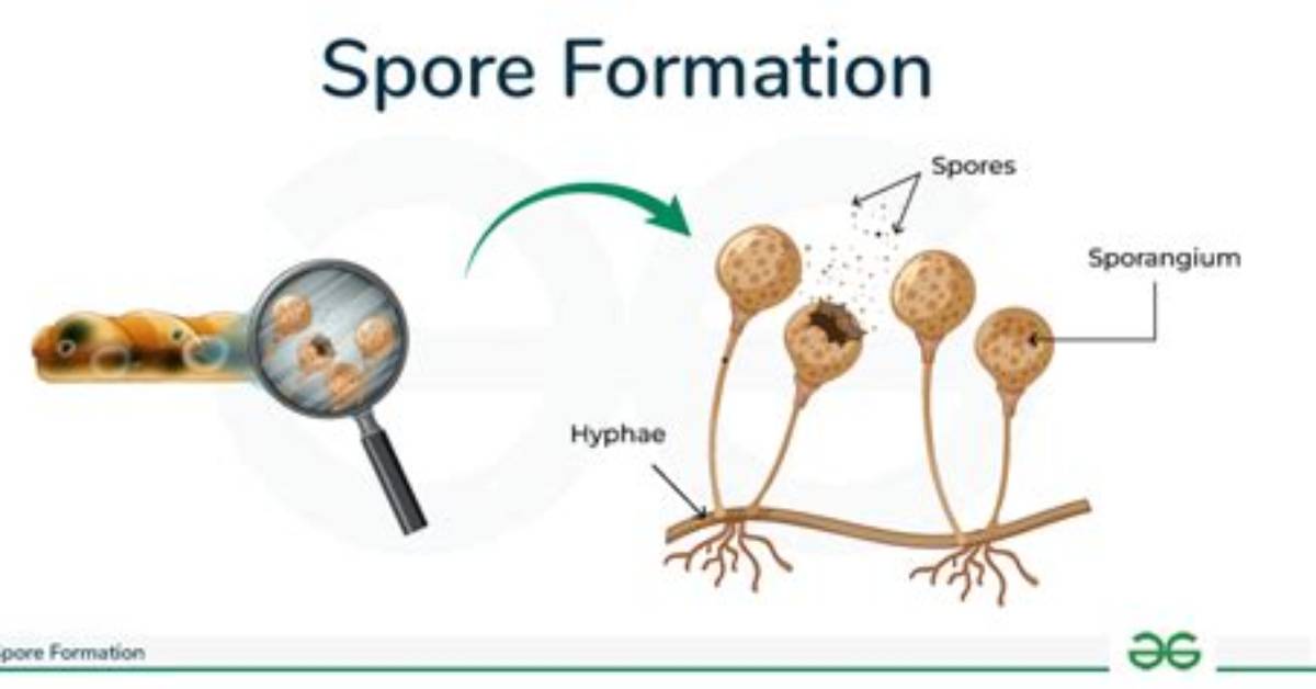 Do Ciliates Produce Spores?