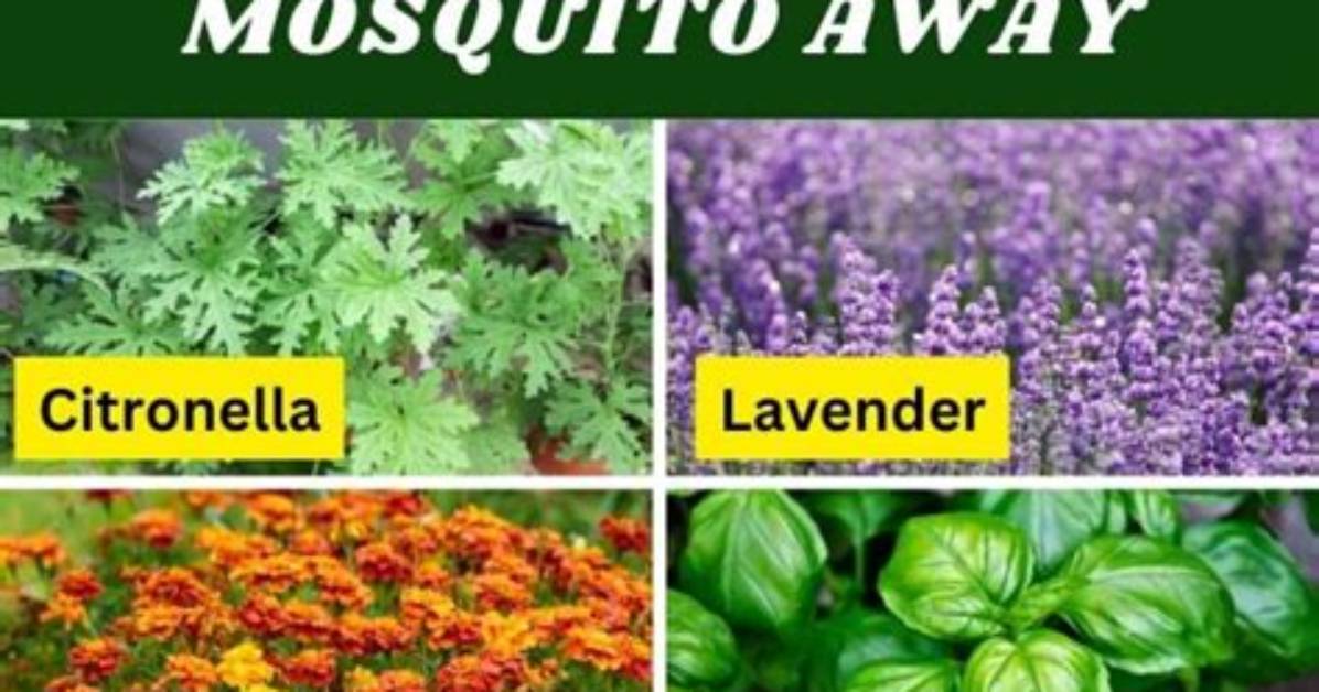 Do Citronella Plants Keep Flies Away