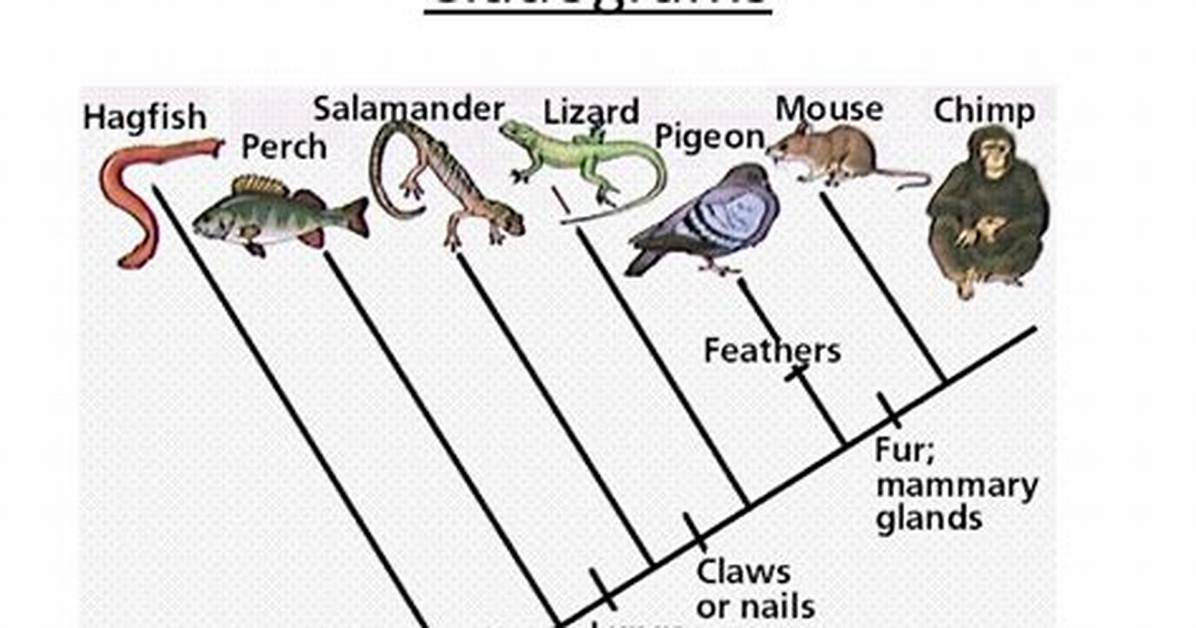 Do Cladograms Show Time?