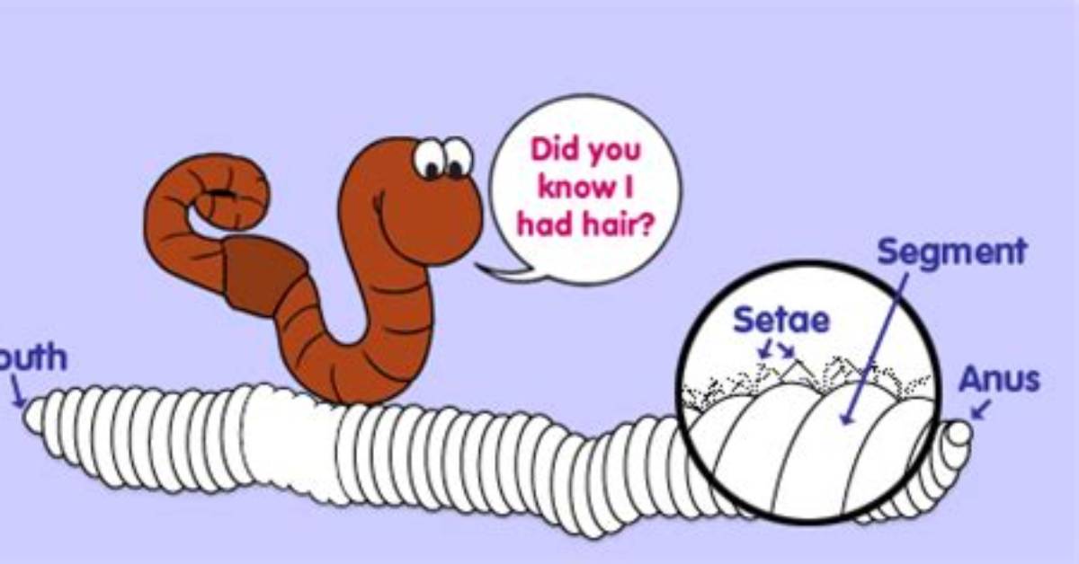 Do Clam Worms Have Setae?