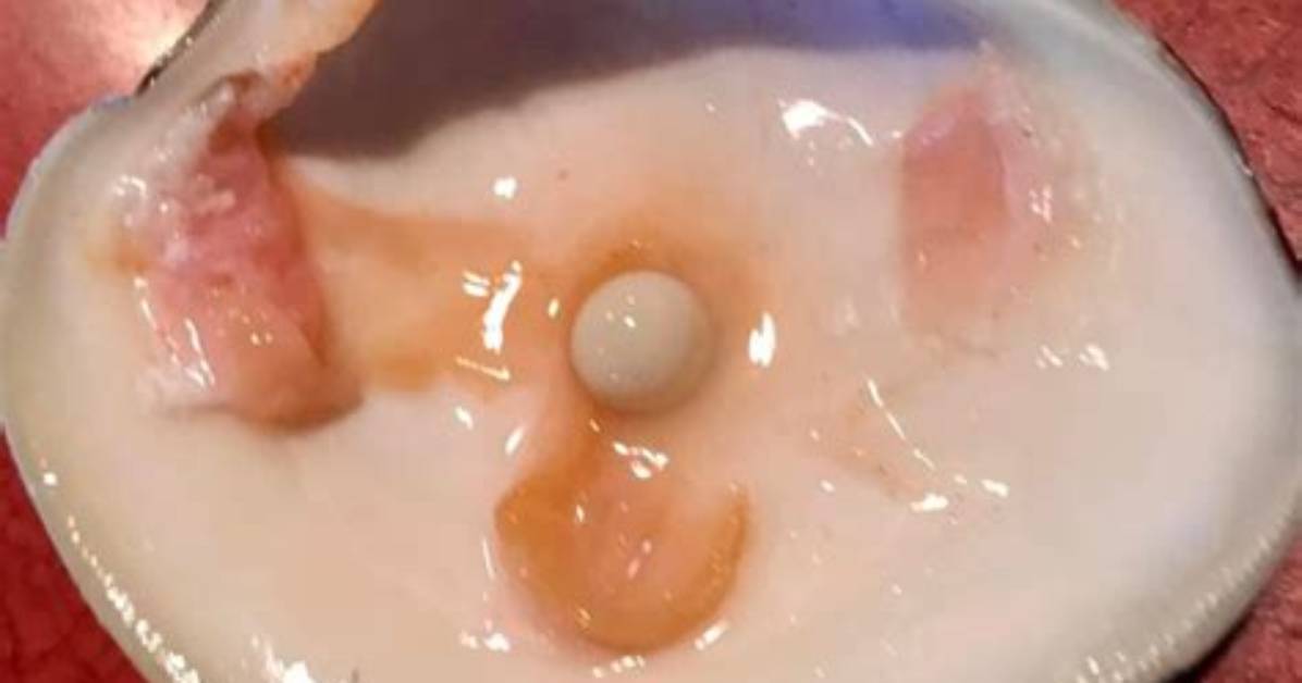 Do Clams Really Have Pearls?