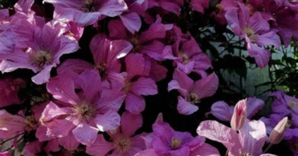 Do Clematis Grow in Florida