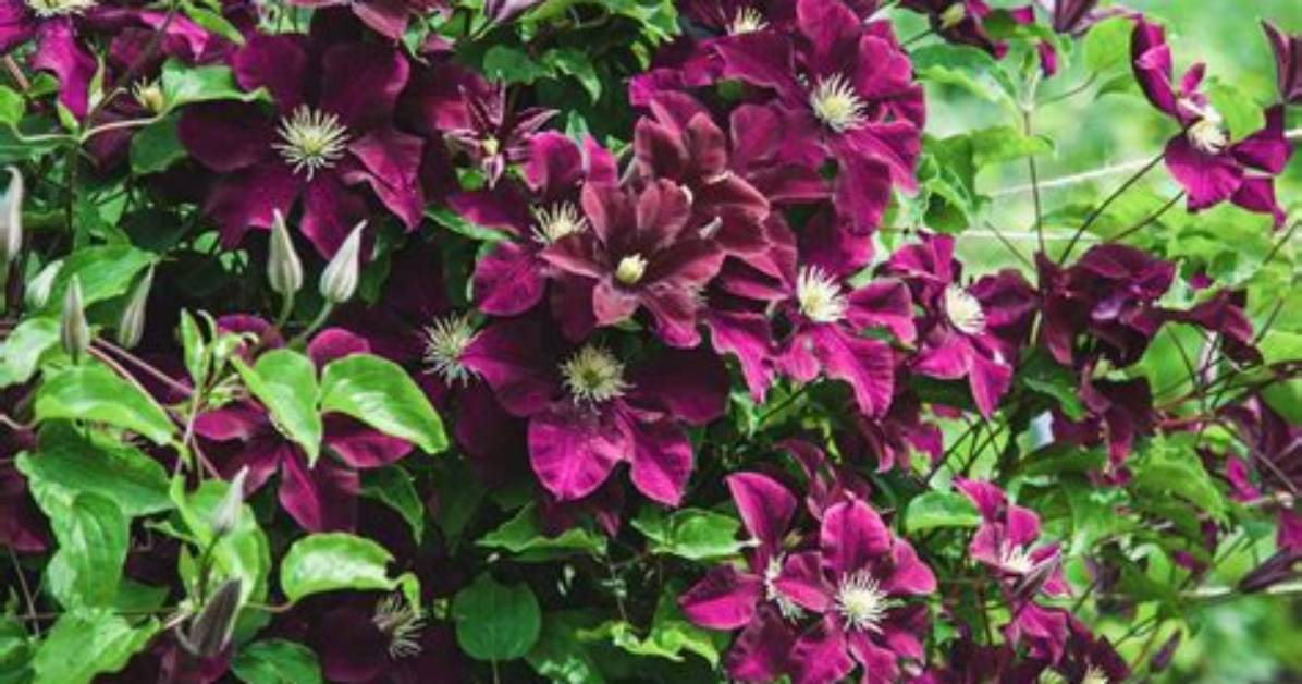 Do Clematis Have Berries