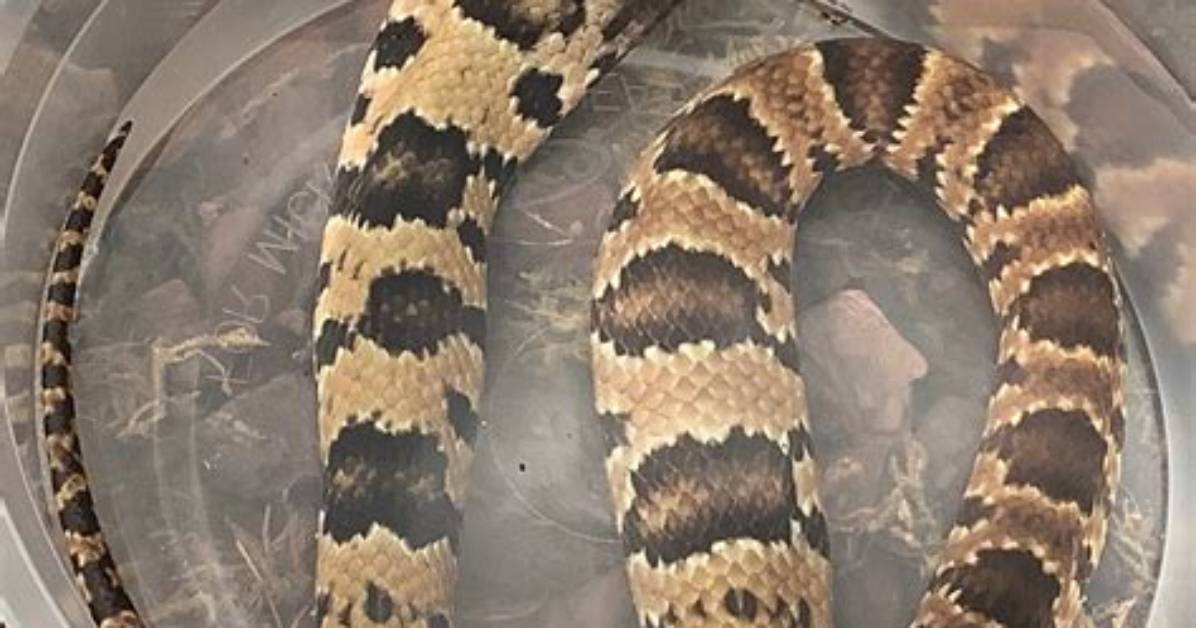 Do Cobras Make Good Pets?