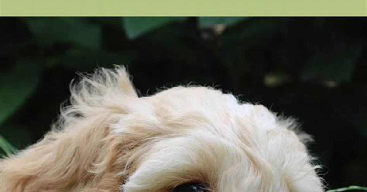 Do Cockapoo Ooh's Shed?