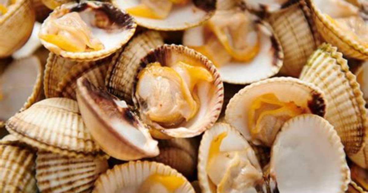 Do Cockles Have Shells?