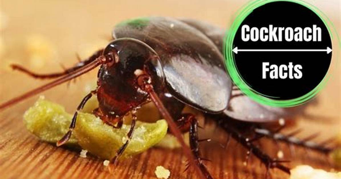 Do Cockroaches Have Teeth?