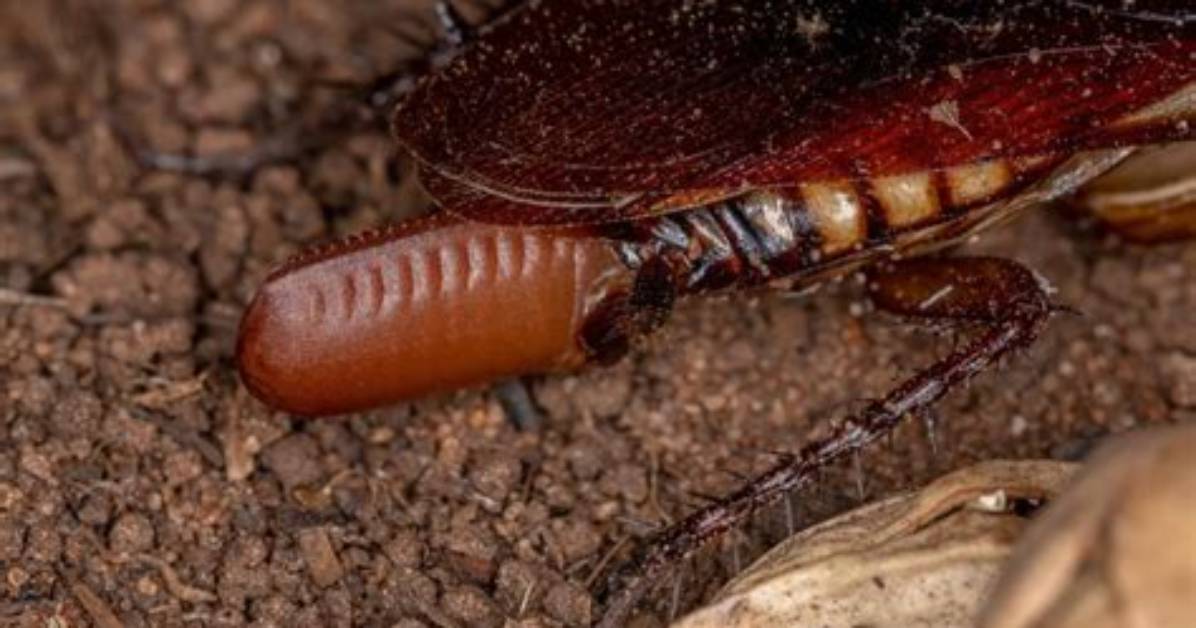 Do Cockroaches Live Underground? | Contextresponse. Com