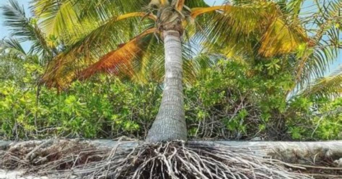 Do Cocos Palms Have Invasive Roots