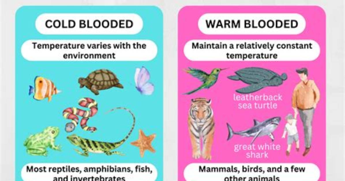 Do Cold Blooded Animals Need Heat