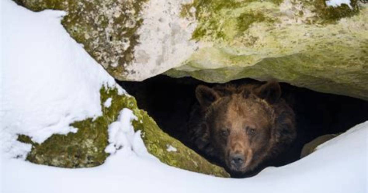 Do Colorado Bears Hibernate?
