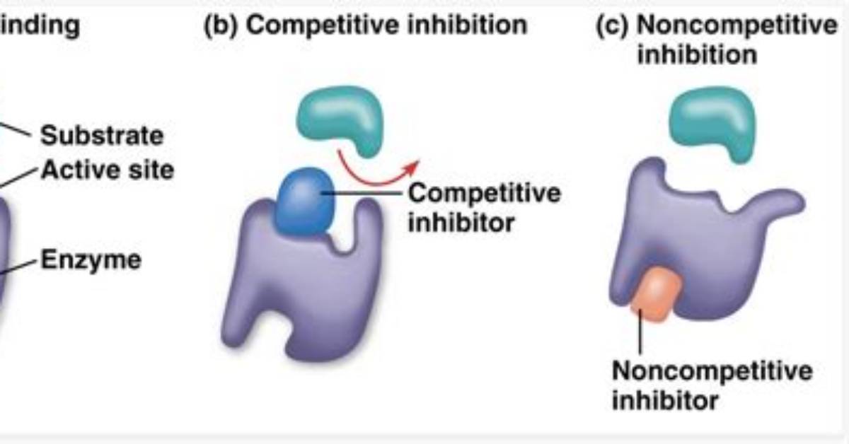 Do Competitive Inhibitors Bind to the Active Site?