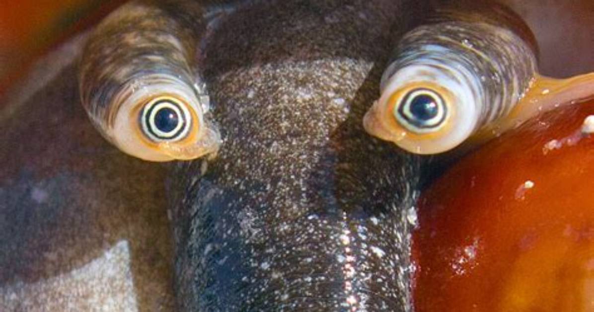 Do Conch Have Eyes?