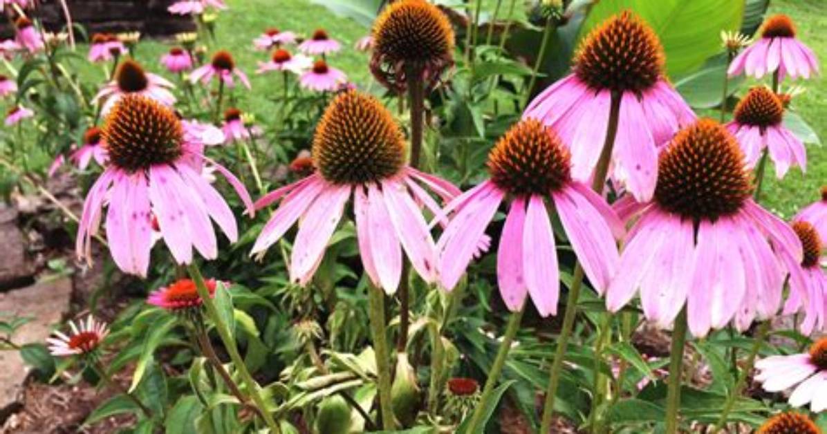 Do Coneflowers Spread