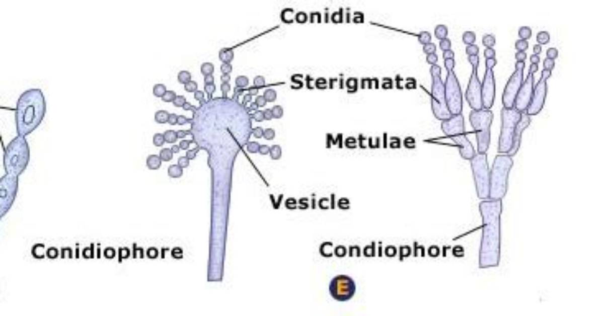 Do Conidia from Conidiophores?