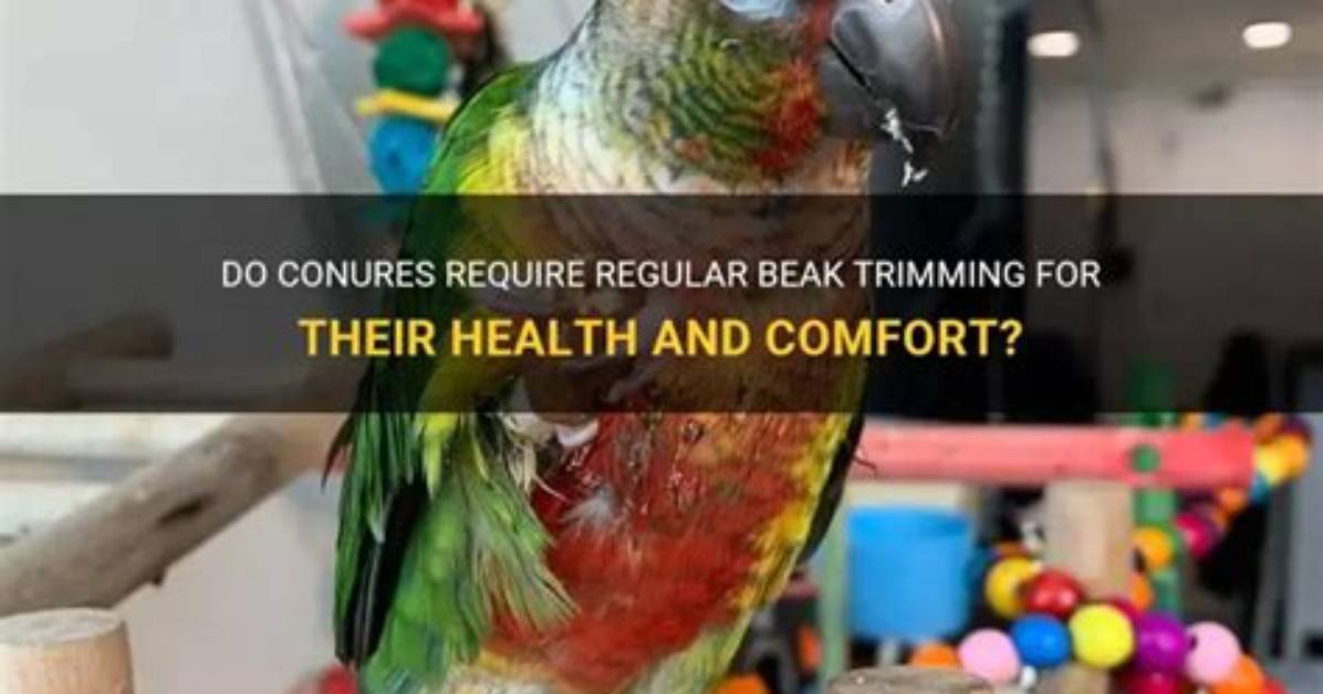 Do Conures Need to Be Covered at Night?