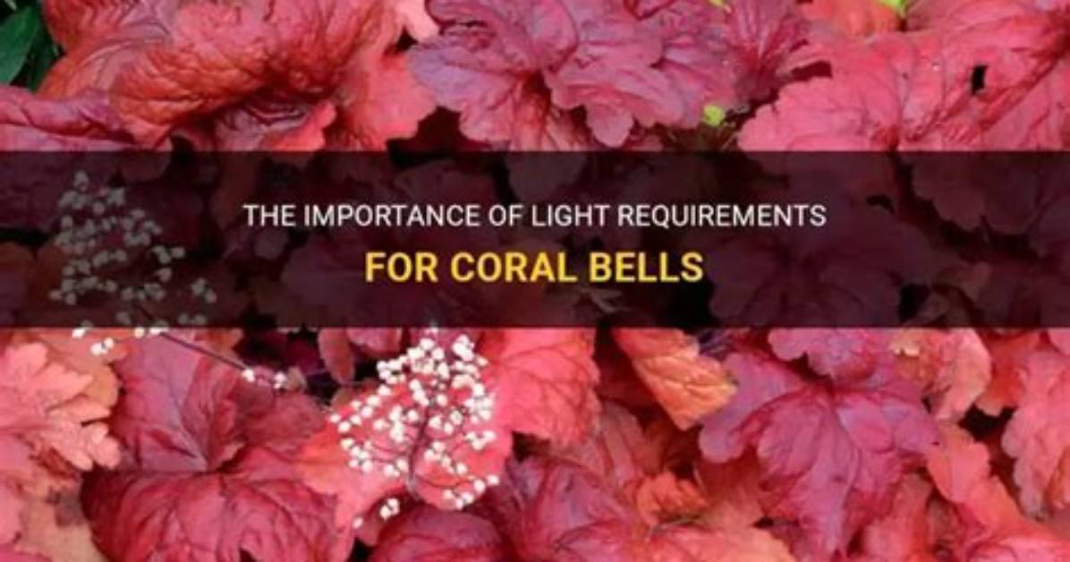 Do Coral Bells Need Sun