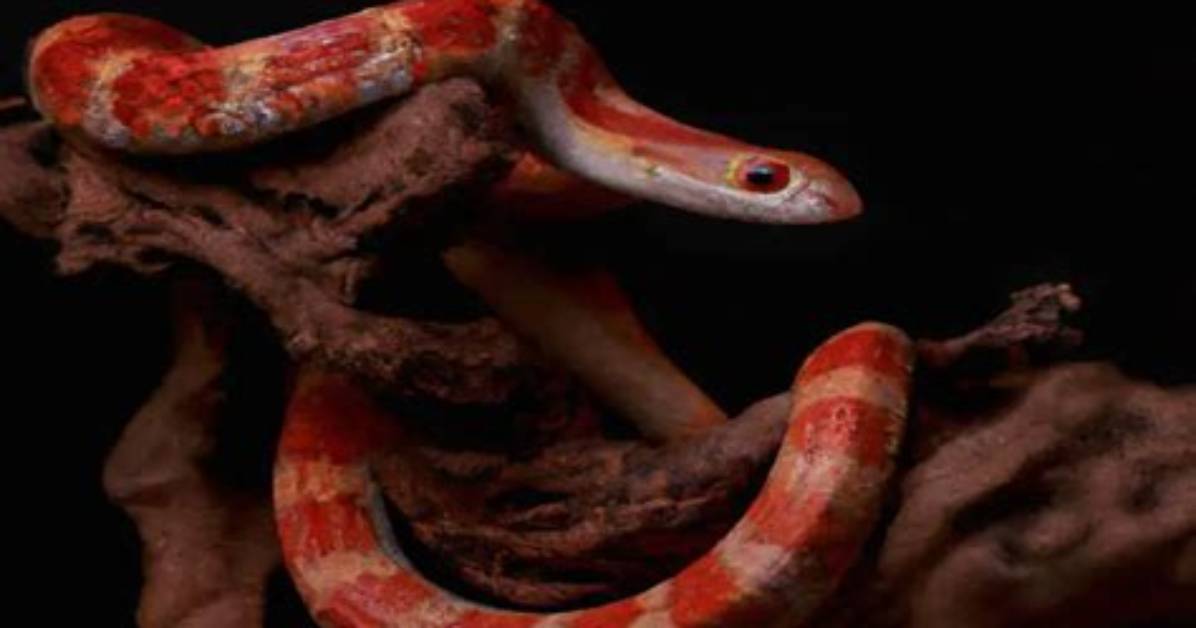 Do Corn Snakes Burrow?
