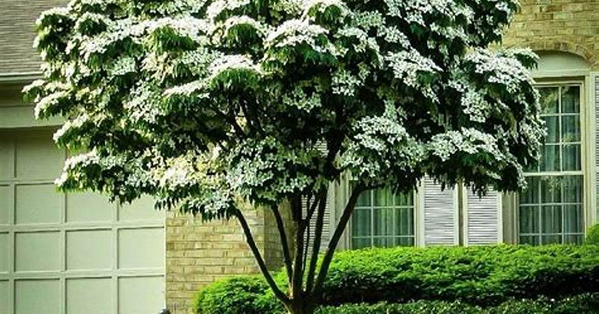 Do Cornus Like Shade?