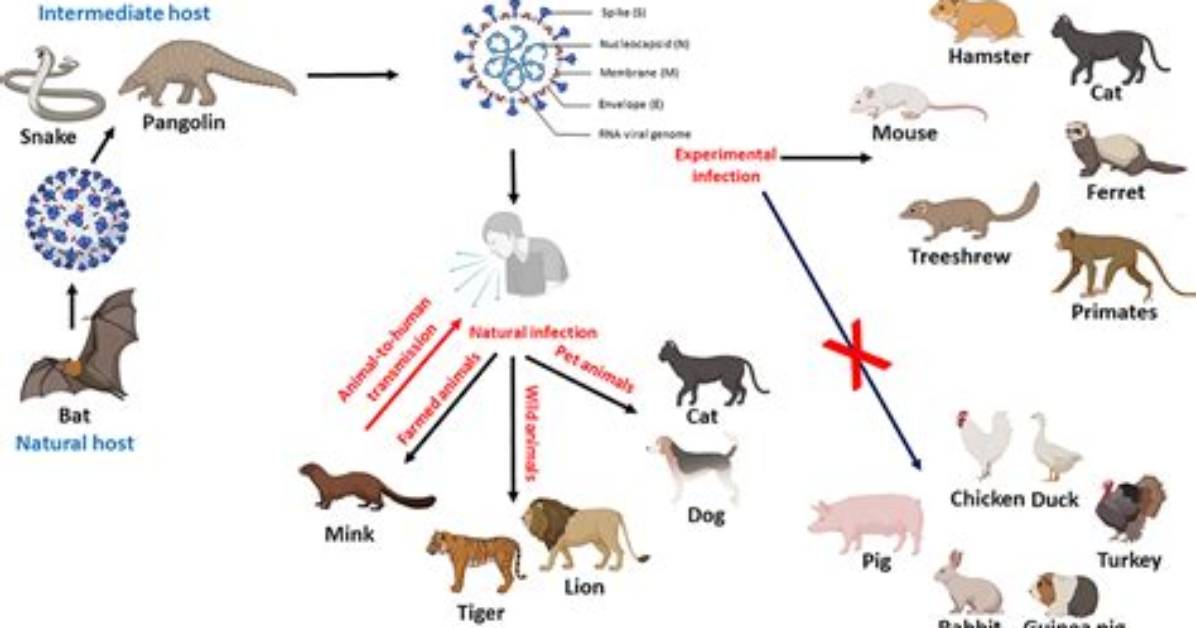 Do Coronavirus Infects Animals?
