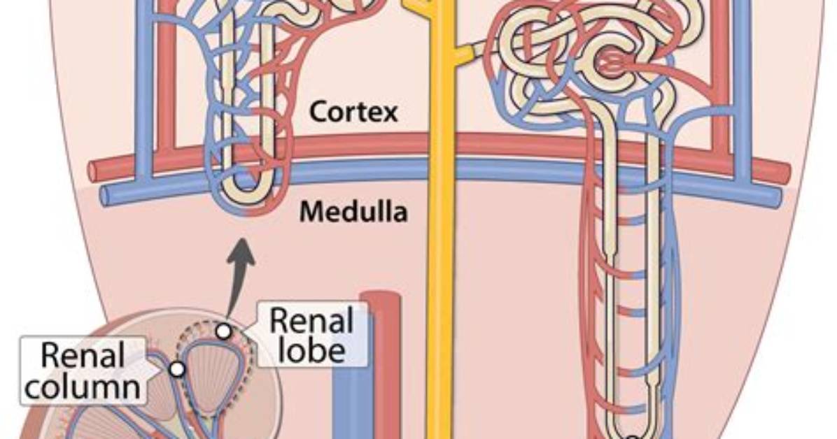 Do Cortical Nephrons Have Vasa Recta?