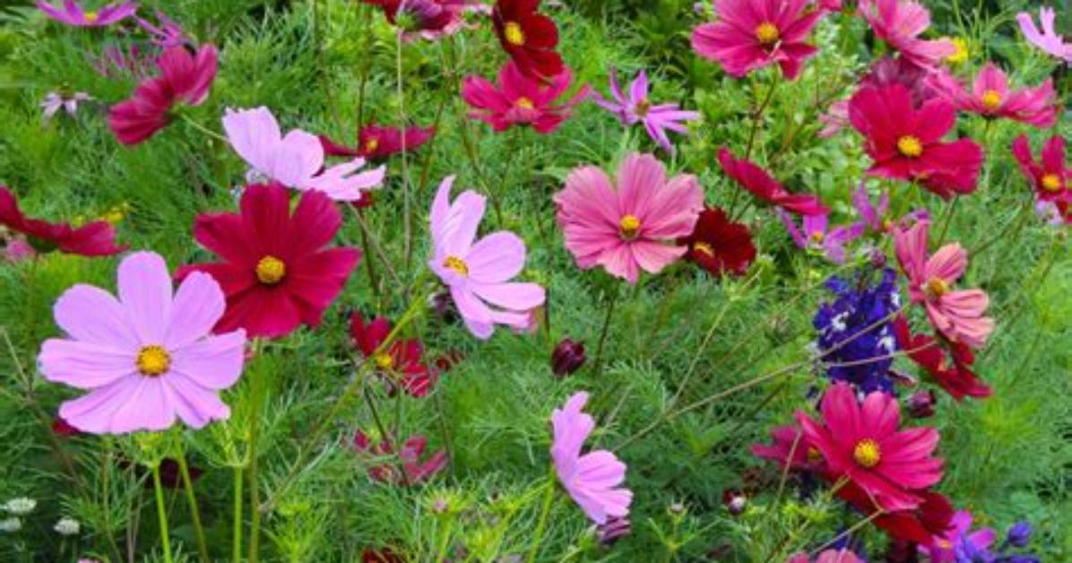 Do Cosmos Need Full Sun?