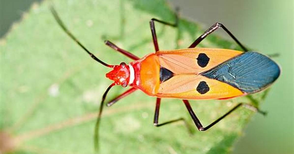 Do Cotton Stainers Bite?