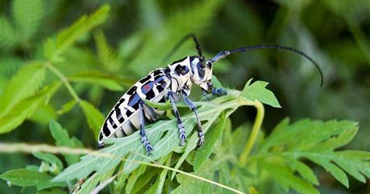 Do Cottonwood Borers Fly? | Contextresponse. Com