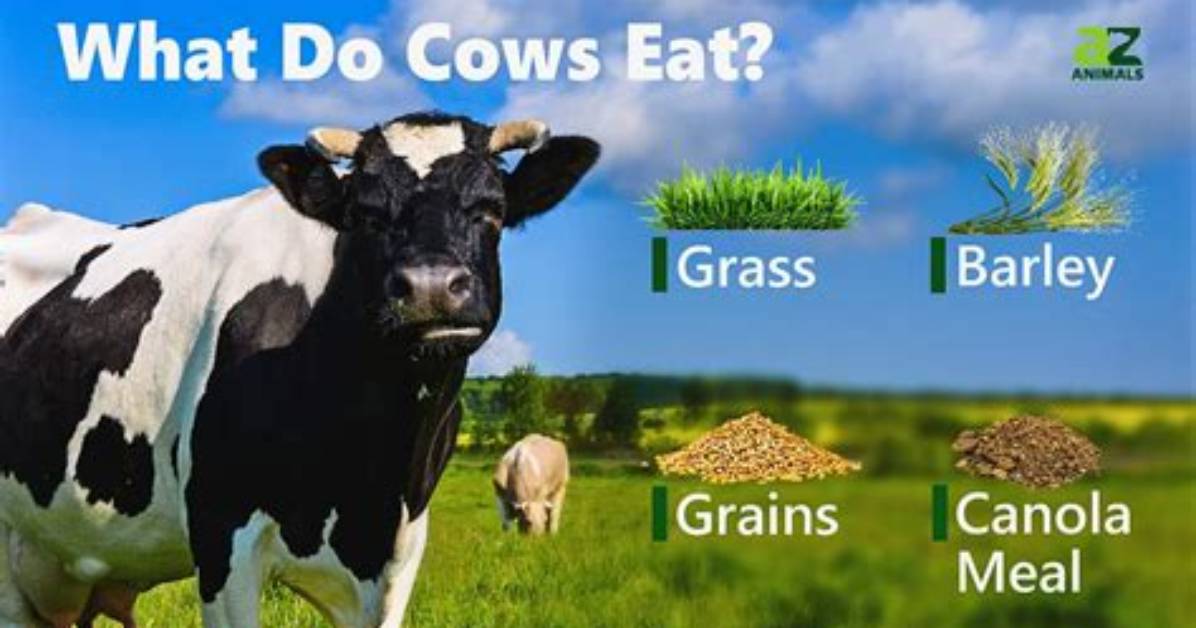 Do Cows Eat Meat?
