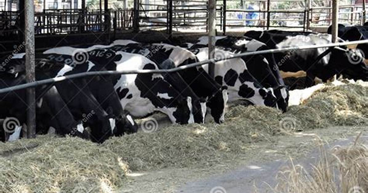 Do Cows Eat Straw?