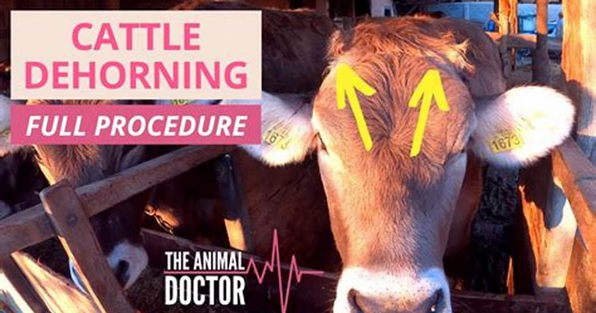 Do Cows Feel Dehorning