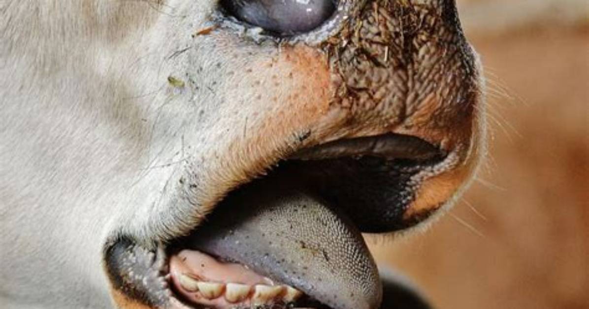 Do Cows Have Two Sets of Teeth?