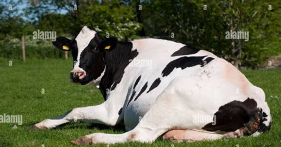Do Cows Sit Down When It Rains?
