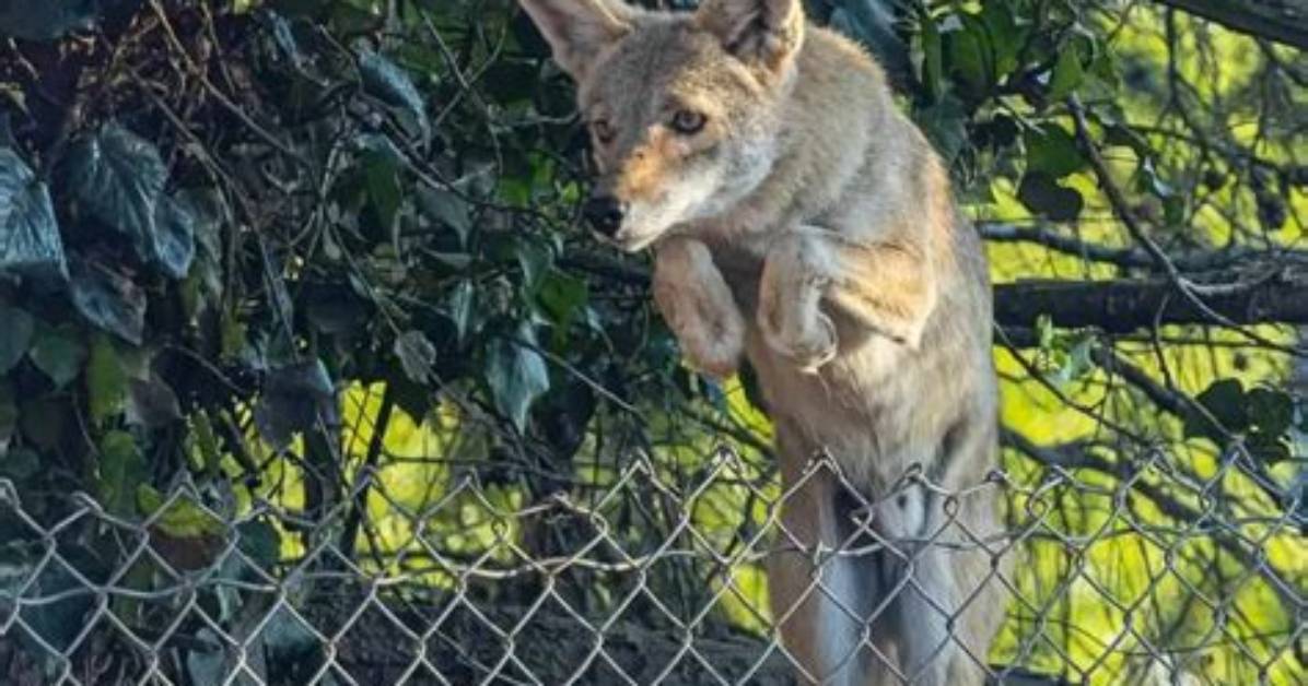 Do Coyotes Climb Fences