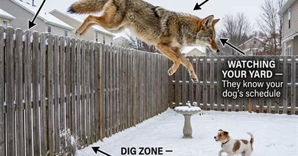 Do Coyotes Dig Under Fences