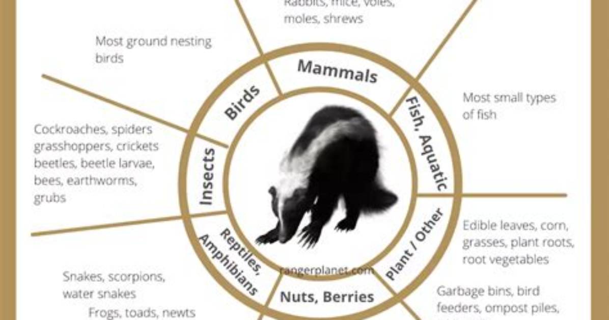 Do Coyotes Eat Dead Skunks?