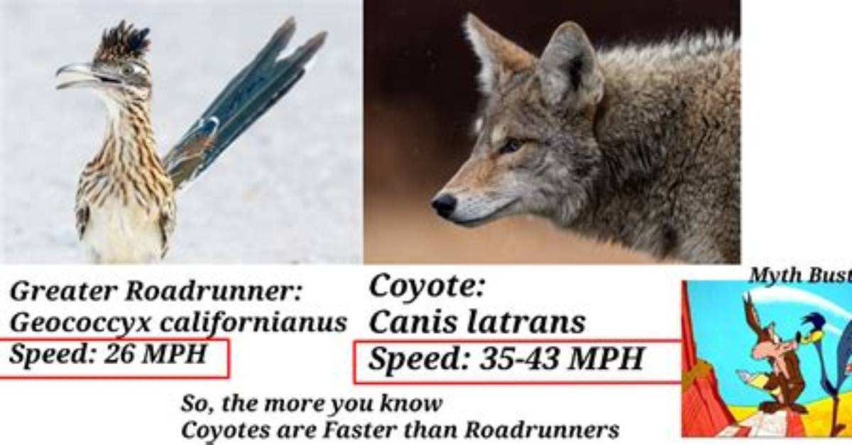 Do Coyotes Eat Roadrunners
